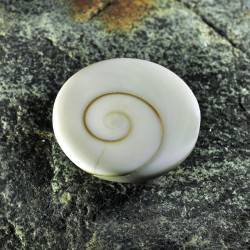 Κοχύλι το μάτι του Shiva 1