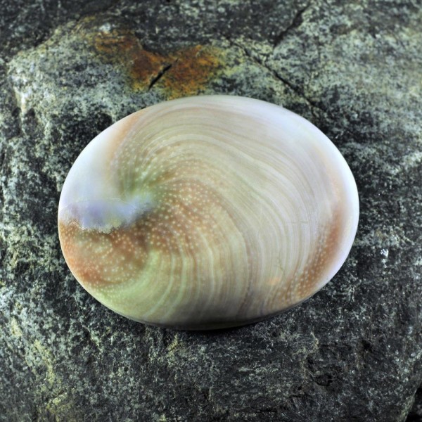 Κοχύλι το μάτι του Shiva 3