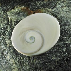 Κοχύλι το μάτι του Shiva 3